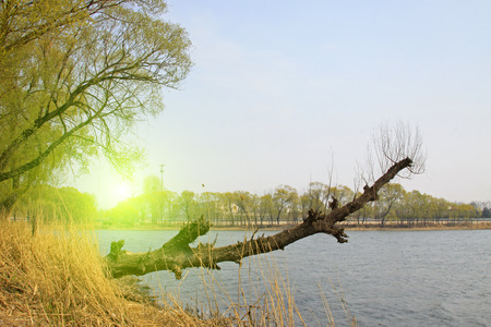 Willow by the river, natural scenery, closeup of photo