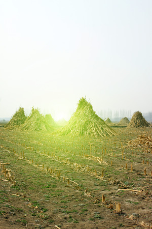 Maize straw in the fields, closeup of photoの写真素材