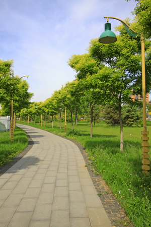 path and trees in the park, summer sceneryの写真素材