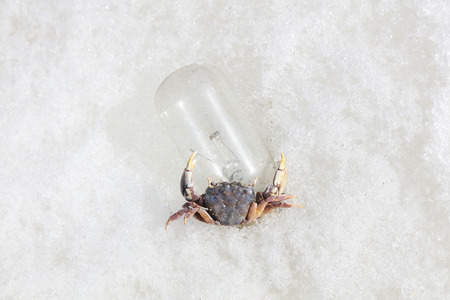 Tungsten filament bulbs and crabs on the ice, closeup of photoの写真素材