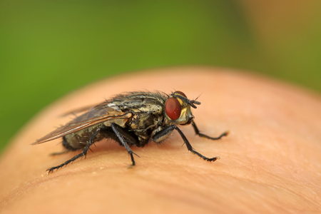 tachinid fly, closeup of photoの写真素材