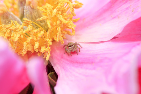 Jumping spiders on petals in the wild, closeup of photoの写真素材
