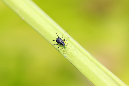 Black aphids on plants, closeup of photoの写真素材