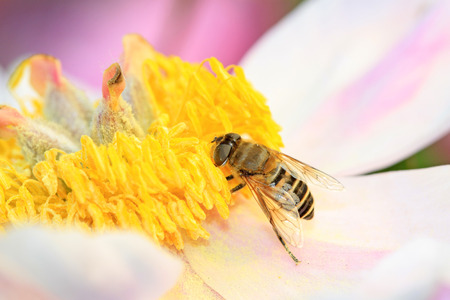 hoverfly on stamen, close up of photo