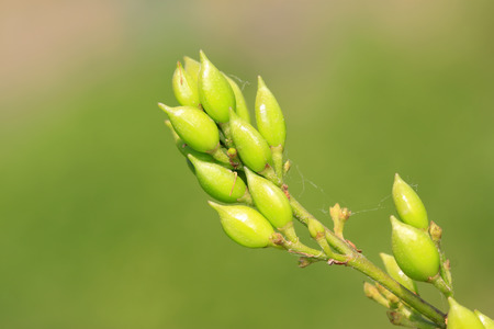 syzygium aromaticum seeds, closeup of photoの写真素材
