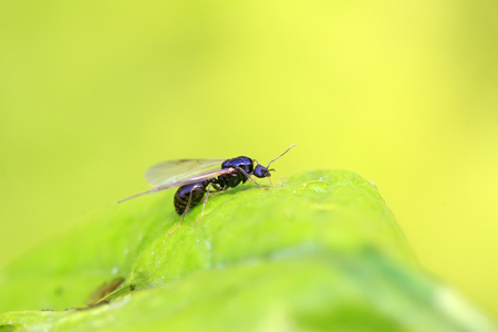 ants with wings on the leaf, closeup of photo
