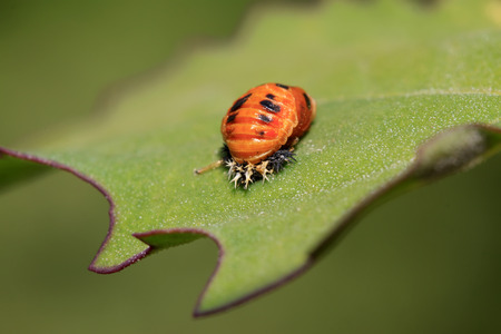 ladybug pupae on the leaf, closeup of photoの写真素材