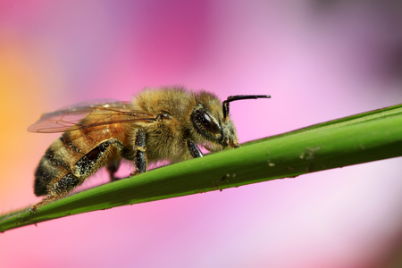 bees on the flowers, closeup of photoの写真素材