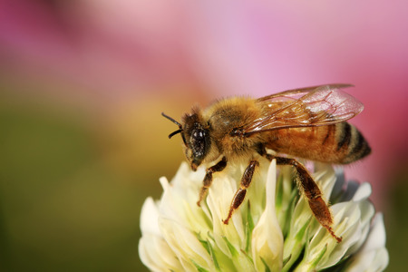 bees on the flowers, closeup of photo
