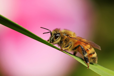 bees on plant leaves, closeup of photoの写真素材