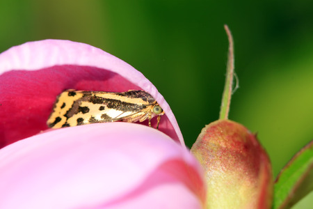 Emmelia trabealis on petals in the wild