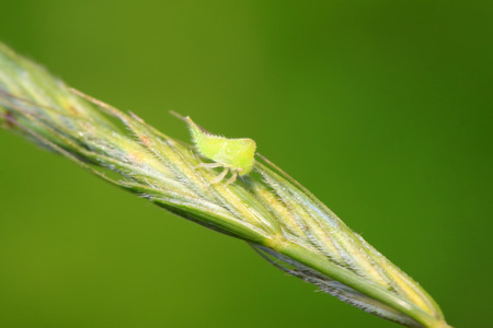 green leafhopper on plant in the wildの写真素材