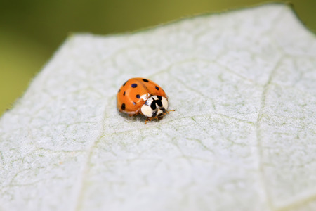 harmonia axyridis on green leavesの写真素材