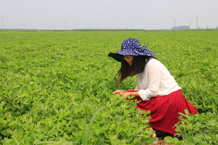 Luannan - August 2: a lady visiting in the peanut field, on August 2, 2016, luannan county, hebei province, Chinaのeditorial素材