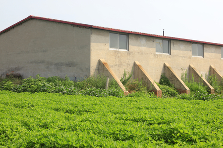 Buildings and peanuts fieldのeditorial素材