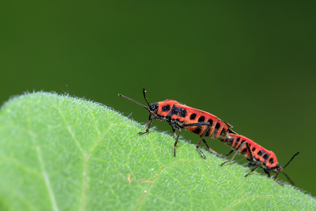 lygaeidae insect mating on green leavesの写真素材