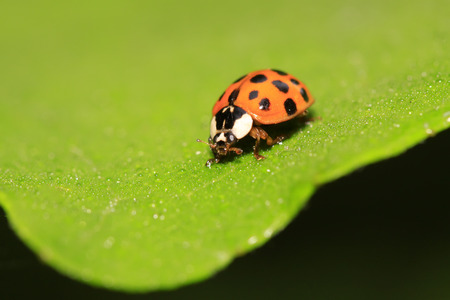 Harmonia axyridis on plant in the wildの写真素材
