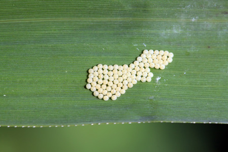 Insect eggs on the plant leavesの写真素材