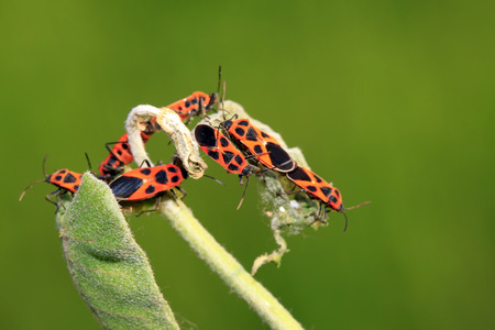 lygaeidae insect mating on green leavesの写真素材