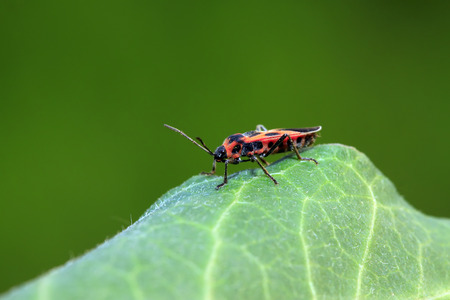 lygaeidae insect on green leavesの写真素材