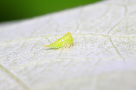 green leafhopper on plant in the wild