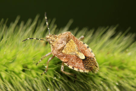 stinkbug on plant in the wild