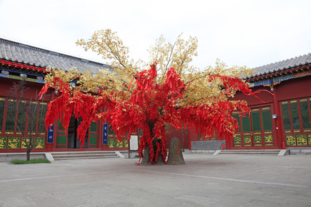 LUAN COUNTY - July 16: red prayer flag tree in Confucian temple, on July 16, 2016, Luan County, Hebei Province, Chinaのeditorial素材