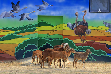 Bighorn sheep in a zooのeditorial素材