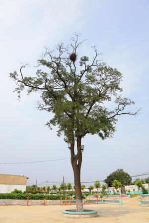Old locust tree in the villageのeditorial素材