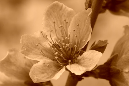 peach blossom in a garden, closeup of photoの写真素材