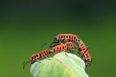 lygaeidae insect mating on green leaves