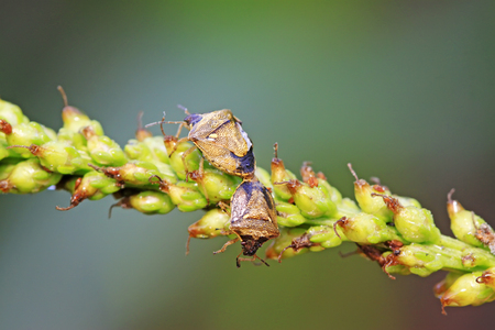 stinkbug on plant in the wildの写真素材