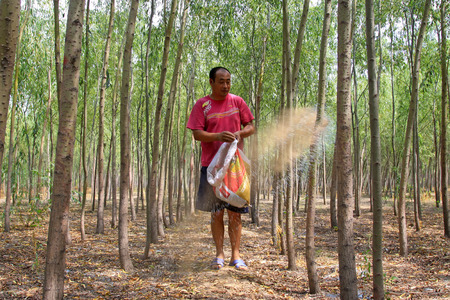 Luannan - July 13: farmers were appling fertilizer for the willows in forest, on July 13, 2015, luannan county, hebei province, Chinaのeditorial素材
