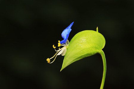 Commelina communis flowerの写真素材