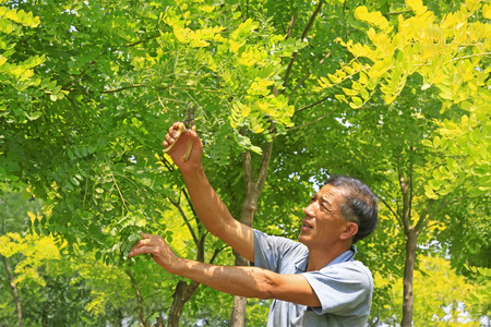 Luannan County - July 13th: farmers were trimming the Huai saplings in the tree farm, July 13th, 2015, Luannan County, Hebei Province, Chineseのeditorial素材