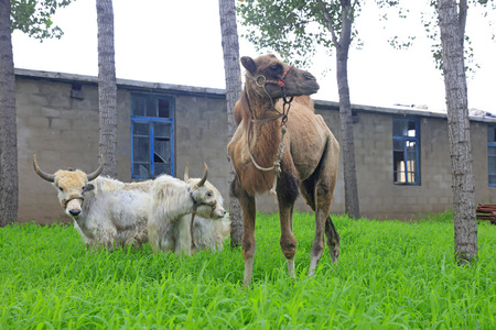 Yak and camels in a zooのeditorial素材