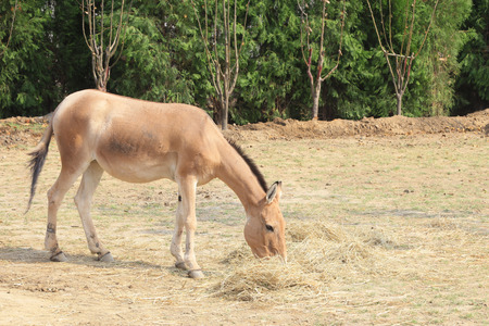 Mongolian khulan in a zooの写真素材