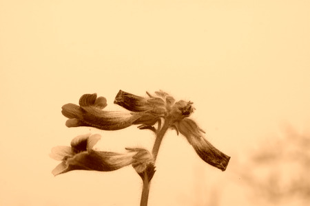 Rehmannia glutinosa flowers in the wild, north chinaの写真素材