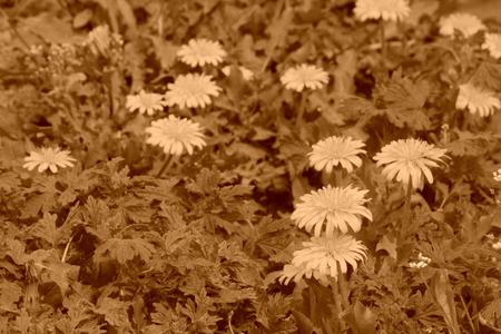 closeup of yellow flower dandelions wild naturalの写真素材