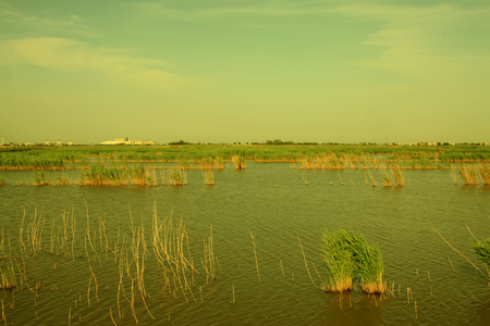 Wetland park natural sceneryの写真素材