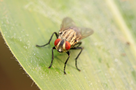 Tachinidae on plant in the wild