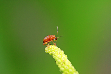 leaf beetle on green plant