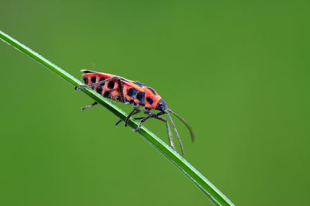 lygaeidae insect on green leaves