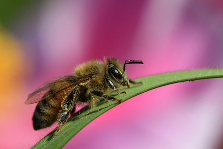 bees on the flowers, closeup of photoの写真素材