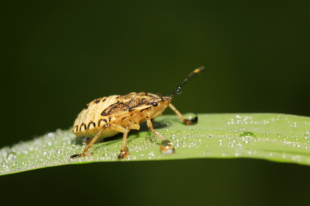 stinkbug on plant in the wild