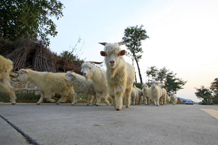 Sheep on the roadの写真素材