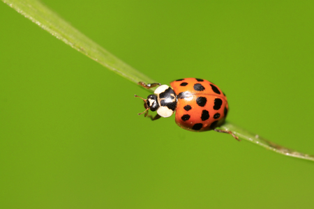 Harmonia axyridis on plant in the wildの写真素材