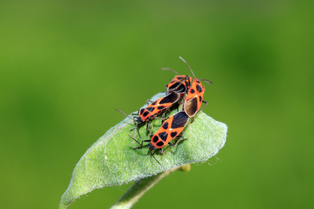 lygaeidae insect mating on green leaves