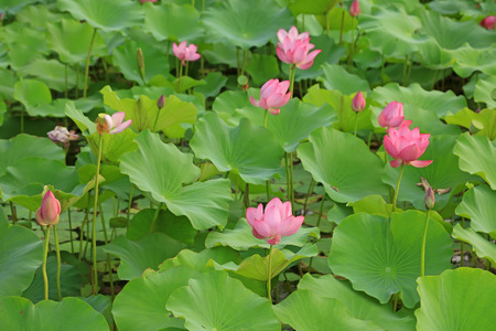 lotus in a gardenの写真素材
