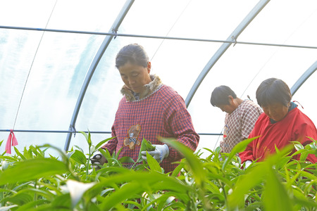 Luannan County - December 25, 2015: workers were trimming the lily in a greenhouse, Luannan County, Hebei, China, December 25, 2015のeditorial素材